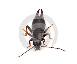 Euborellia moesta earwig isolated on white background