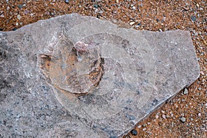 Eubrontes dinosaur footprint fossil