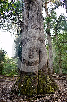 Eucalipto the grandfather in Souto da Retorta, also known as the Chavin eucalyptus, in Vivero, Galicia. Spain. .