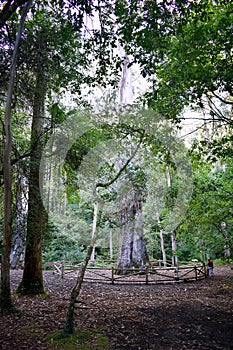 Eucalipto the grandfather in Souto da Retorta, also known as the Chavin eucalyptus, in Vivero, Galicia. Spain. .