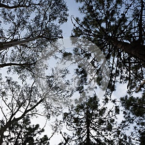 Eucaliptus and pine trees seen from down to tree top with the blue sky in the background. Rodiles recreation area.