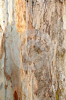Eucaliptus tree bark texture pattern. wood rind for background