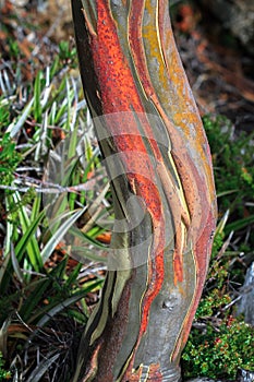 A Eucalypt's Vibrant Colors