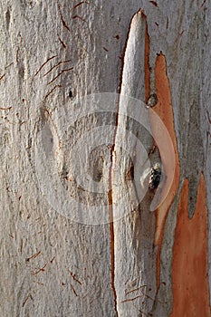 Eucalypt Tree Bark photo