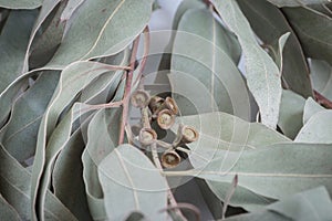 Eucalypt twig photo