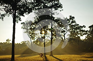 Eucalypts in the sun
