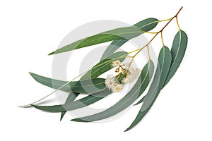 Eucalyptus