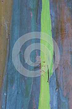 Eucalyptus Bark 2