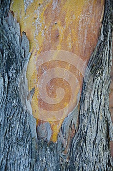 Eucalyptus Bark