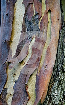 Eucalyptus Bark