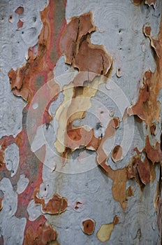 Eucalyptus Bark