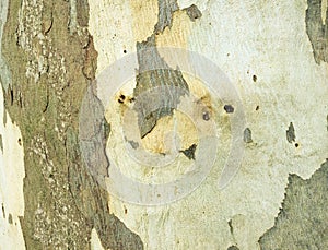 Eucalyptus bark as background, wood texture, wood backgroundwood texture