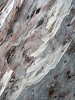 Eucalyptus bark