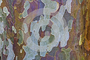 Eucalyptus Bark