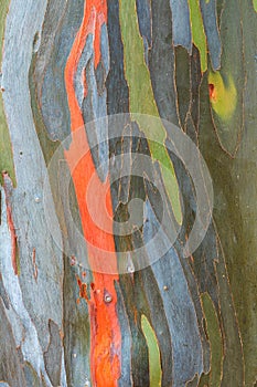 Eucalyptus bark texture