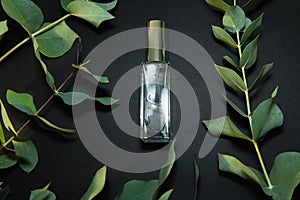 Eucalyptus on the black background with parfumes bottle