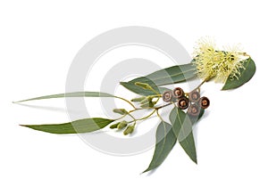 Eucalyptus branch photo