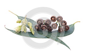 Eucalyptus branch photo