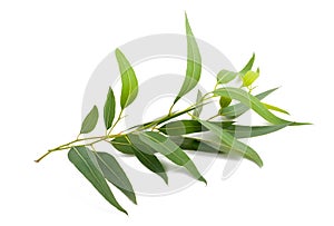 Eucalyptus branch