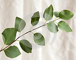 Eucalyptus branch against white curtains