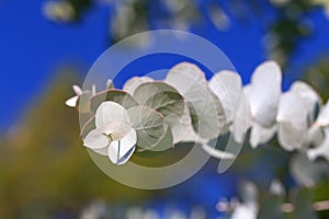 Eucalyptus branch