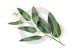 Eucalyptus branch green leaves isolated on white background