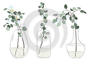 Eucalyptus Branch House Plant In Glass Jar Collections