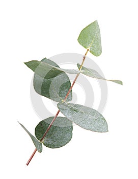 Eucalyptus branch isolated on white background