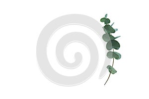 Eucalyptus branch isolated on white background