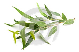 Eucalyptus branch