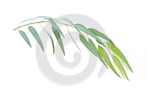 Eucalyptus branch isolated on white background with clipping pat
