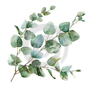 Eucalyptus branch and leaves for design. Watercolor isolated on white background.