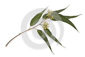 Eucalyptus branch