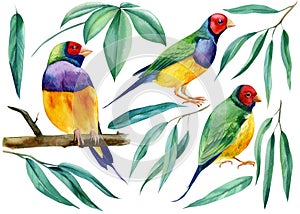 Eucalyptus branch and tropical birds. Amadines watercolor illustration. Australia amadina bird