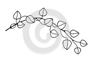 Eucalyptus branch. Vector stock illustration eps10. Isolate on white background, outline, hand drawing.
