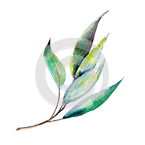 Eucalyptus branch. Watercolor illustration. Isolated object on white background. Clipart for execution of holidays.