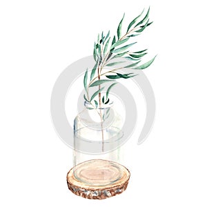Eucalyptus branch, willow, in vase, jar on round wooden saw cut. Watercolor hand drawn botanical illustration isolated