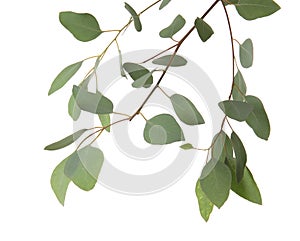 Eucalyptus branches with fresh green leaves