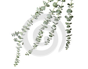 Eucalyptus branches with fresh green leaves