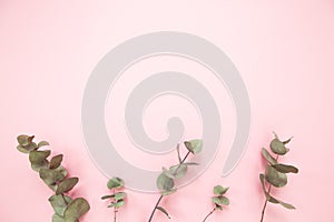 Eucalyptus branches on millennial pink background with copy space. Bottom eucalyptus. Minimalism flat lay. For lifestyle blog.