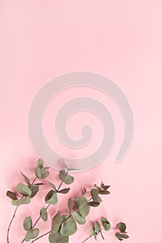 Eucalyptus branches on millennial pink background, copy space, top view. Bottom eucalyptus. Minimalism flat lay. For lifestyle