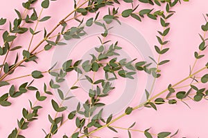 Eucalyptus branches on a pink background.