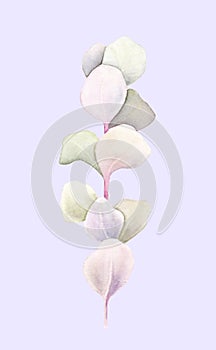 Eucalyptus brunch with leaves isolated on light purple background. Watercolor hand painted illustration. Botanical realistic art.