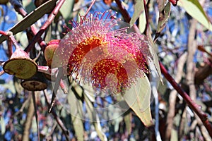 Eucalyptus caessia with flower, operculum and woody fruits endemic to Western Australia photo