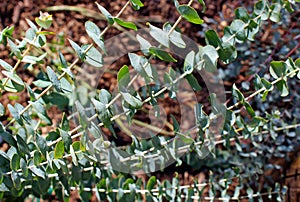 Eucalyptus cinerea, silver dollar tree, Little boy blue