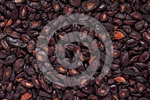 Eucalyptus Citriodora Seeds