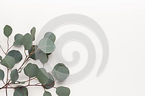 Eucalyptus composition. Pattern made of various colorful flowers on white background. Flat lay stiil life