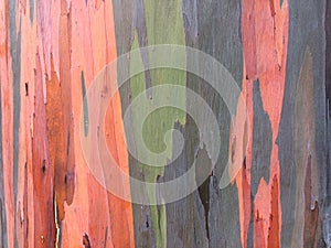 Eucalyptus Deglupta Rainbow Eucalyptus Tree Growing on Kauai Island in Hawaii.