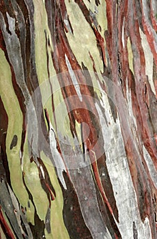 Eucalyptus deglupta tree bark