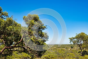 Eucalyptus drummondii (Drummond\'s gum or Drummond\'s mallee), Western Australia